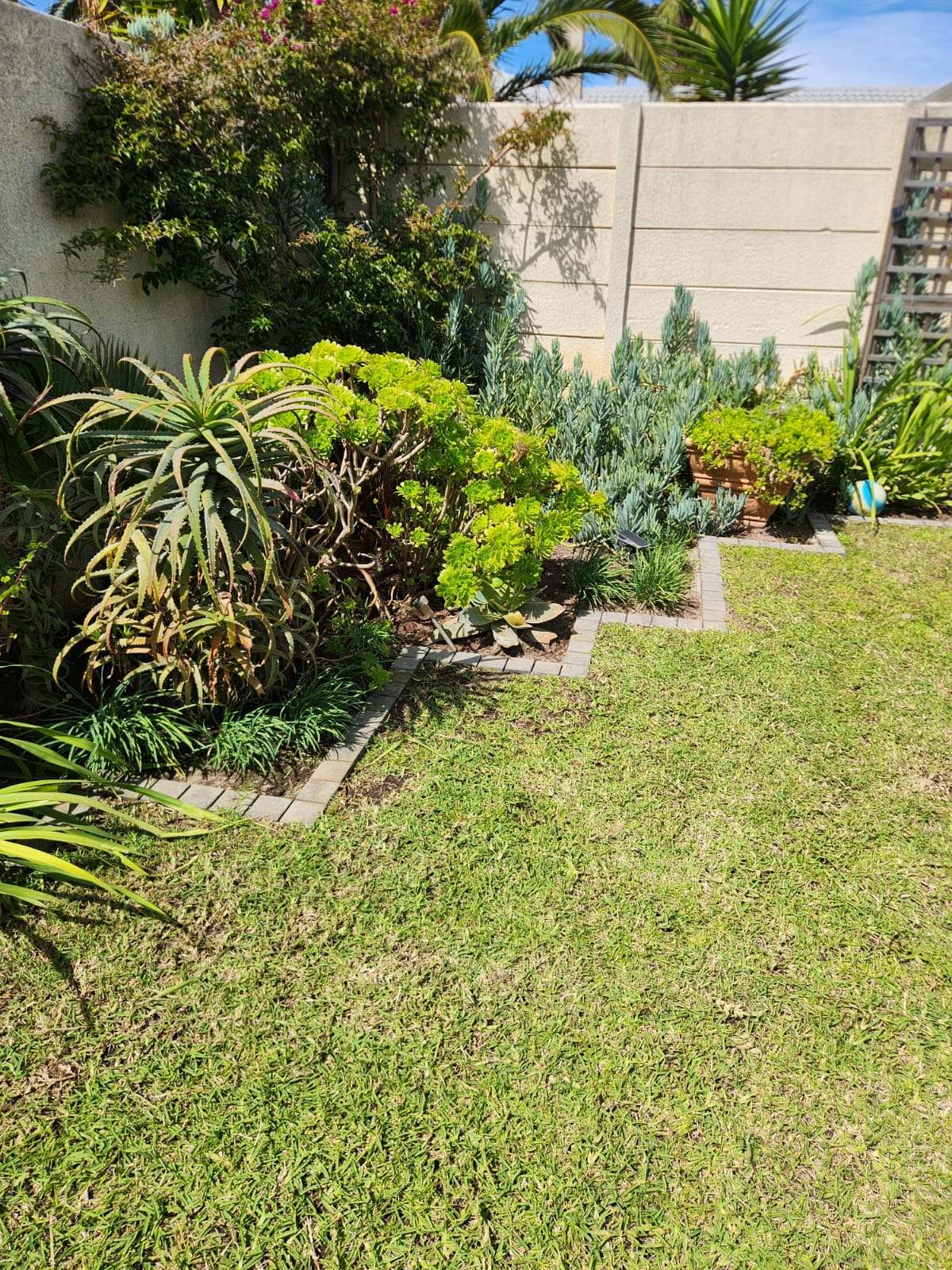 Neatly edged lawn with a succulent and aloe bed bordered by paving