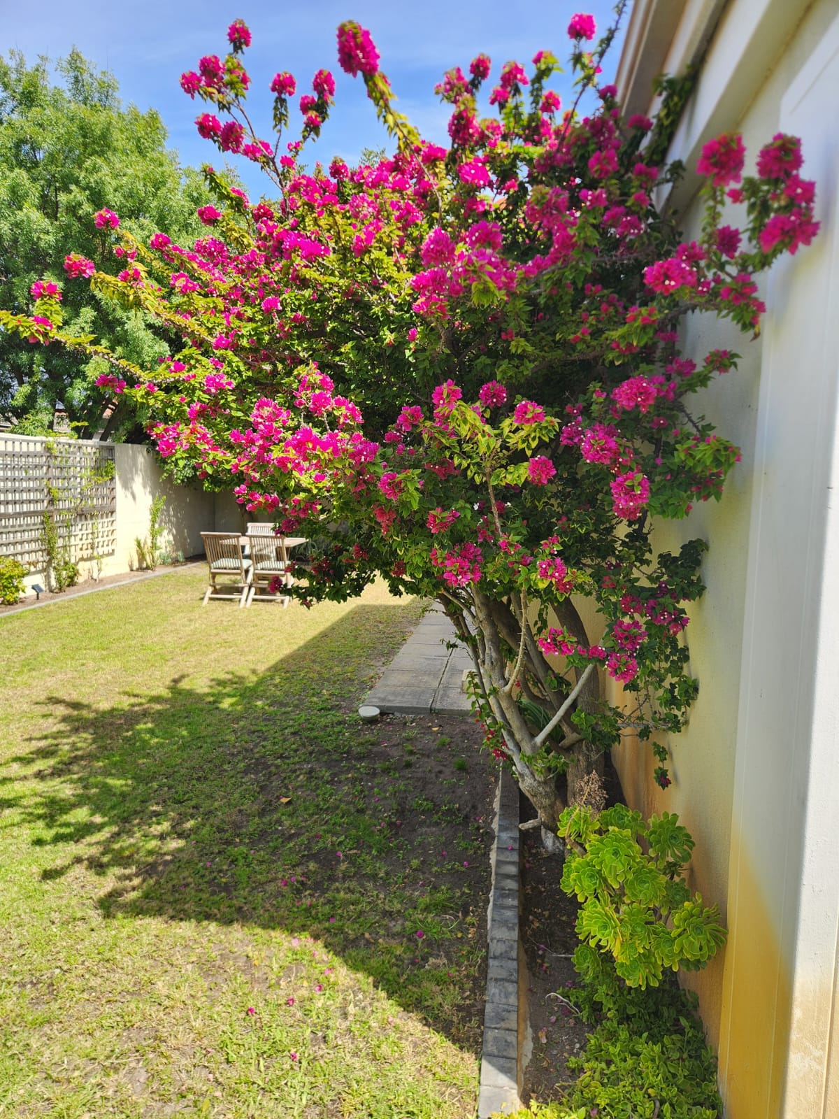 Bright pink bougainvillea in full bloom over a wall beside a tidy lawn